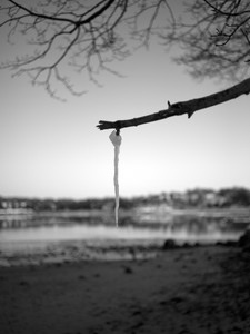 Forest River Park