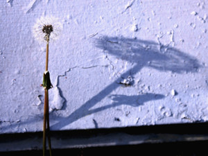 Dandelion Soul