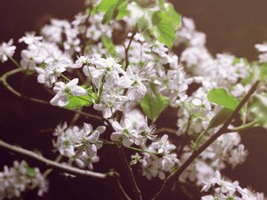 The Flowers.