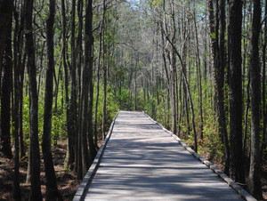 The Path​​​​​