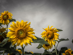 Sunshine Fields