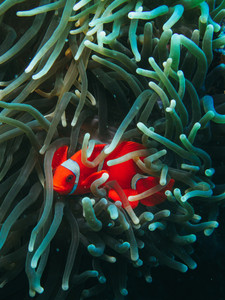 Orange Clown fish - Tropcal Coral Reef​​​​