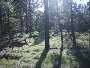 Deer