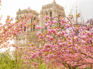 Notre Dame Cathedral with Cherry Blossoms