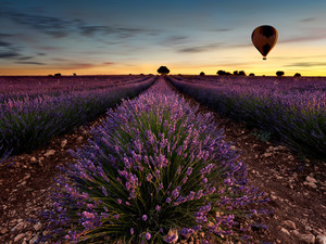 Fly away​​​