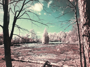 Rite of Spring I
