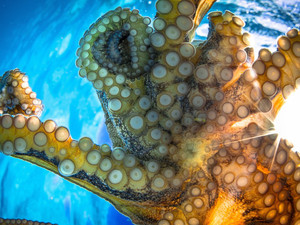 Cephaloburst