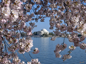 Jefferson Memorial on the Tidal Basin