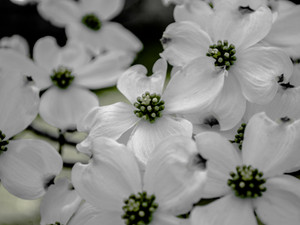 Dogwoods in March