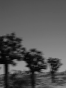Joshua Tree​