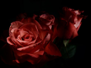 Bloom​​​​
