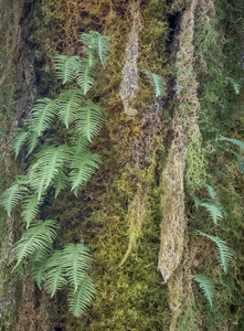 Ferns and LIchen on tree