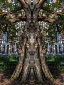 Rijksmuseum Tree 01