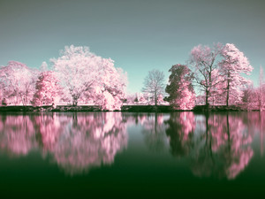 Rite of Spring VI