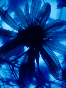 Still Life (Blue Daisy)