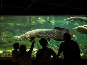 Amazonian Fish at the Smithsonian's National Zoo