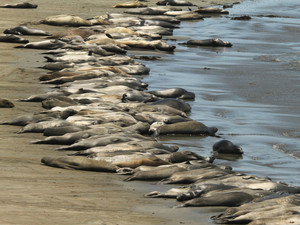 50 Shades of Elephant Seal!