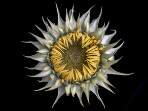 Mystery Sunflower