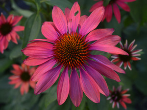 Echinacea, PowWow Wild Berry