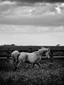 Horse 1