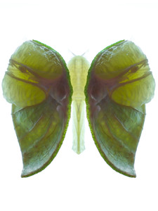 Lime Butterfly I