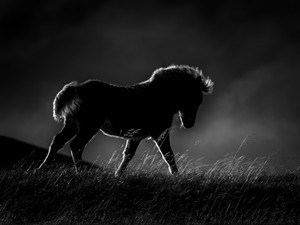 Backlit Pony  7621