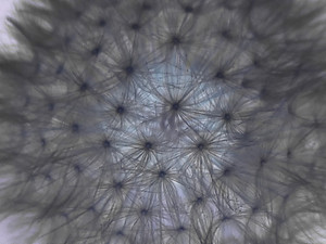 Cosmos​​​​​