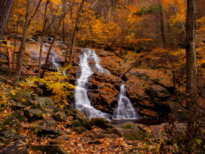 Autumn Falls