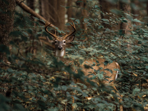 8 Point Surprise