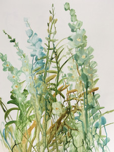 Delphinium​​