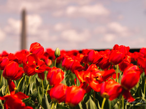 Navy Yard Tulips