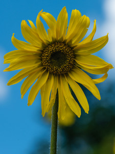 Black Eyed Susan​
