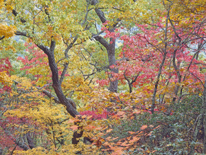 Autumn Portrait Blue Ridge Parkway #2