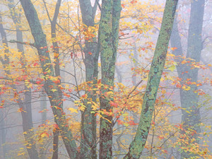 Autumn Portrait Blue Ridge Parkway #1