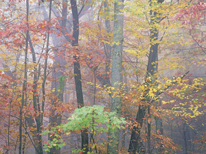Autumn Portrait Blue Ridge Parkway #5