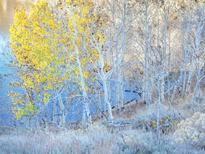 Autumn Aspen Grove Along Lakeshore