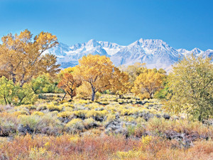 Autumn Pasture and Sierra Nevada Mts.