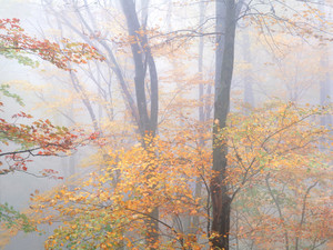 Autumn Trees in Fog