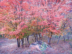 Autumn Maple Trees in Zion National Park