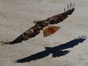Red-tail with Shadow