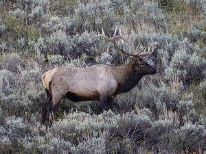Bull Elk​