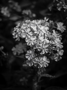 Summer Bloom