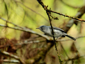 Blue-gray Gnatcatcher in the Florida Swamp