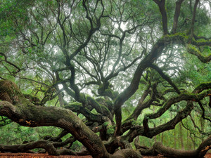 Angel Oak