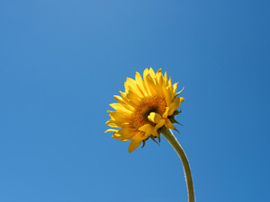 Sunflower​​​​​​​​​​​​​​​​​