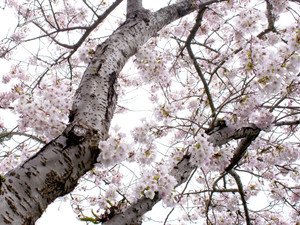 Cherry Blossom Burst