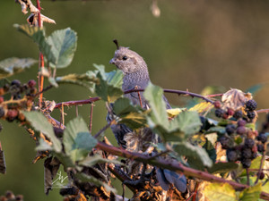 Lookout Quail