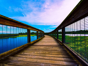 Boardwalk and Pond Landscape | Sweetwater Park, Florida