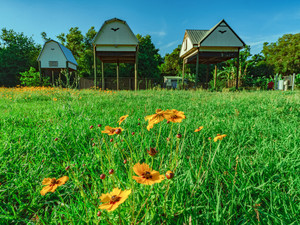 Bat Houses and Green Grass With Flowers | Gainesville, Florida