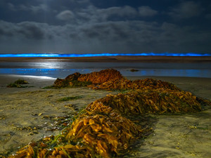Bioluminescence at La Jolla, Shores San Diego